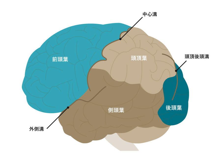 脳の構造