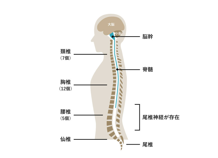 脊髄の構造