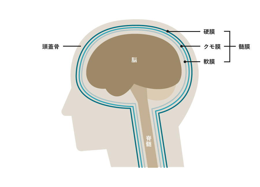 髄膜の構造